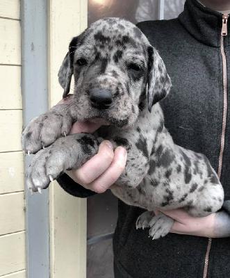 Severus Von Schlesien