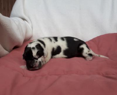 S2 Schoenig-Diesing Von Schlesien