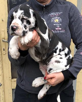 Sadies Von Schlesien