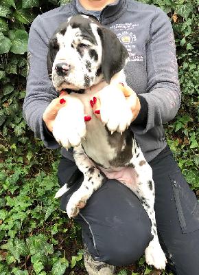 Sadies Von Schlesien