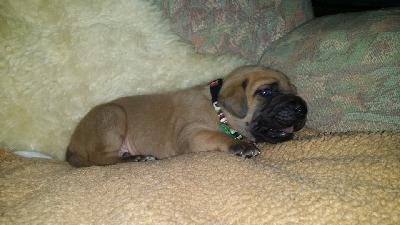 Zac-Tyson Vom Waldfrieden