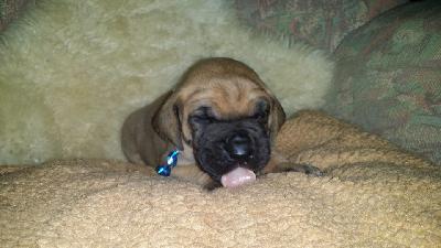 Zicke for Judith Vom Waldfrieden