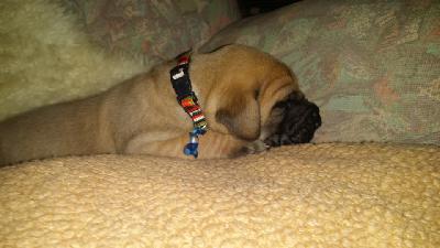 Zicke for Judith Vom Waldfrieden