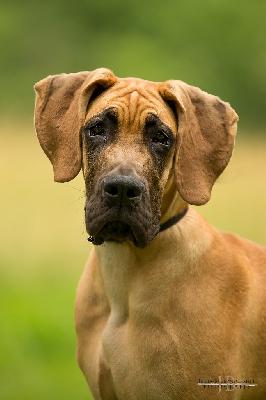 Zicke for Judith Vom Waldfrieden