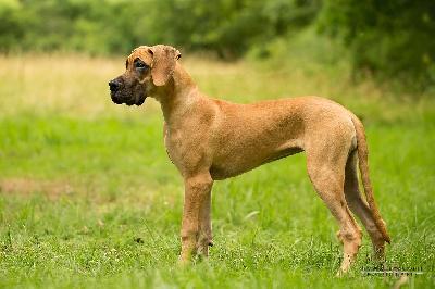 Zicke for Judith Vom Waldfrieden