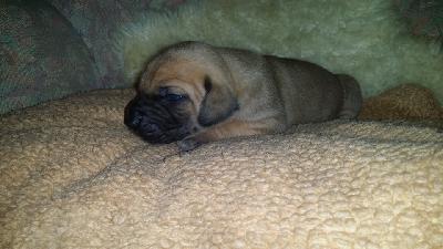 Zelda-Princess Vom Waldfrieden