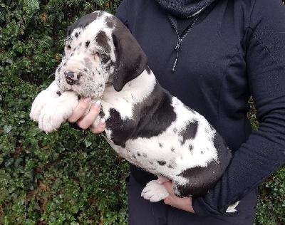 The Titus Von Schlesien