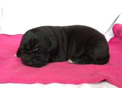 The Talos Von Schlesien