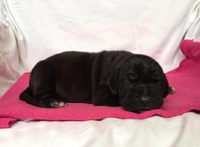 The Talos Von Schlesien