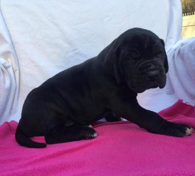 The Talos Von Schlesien