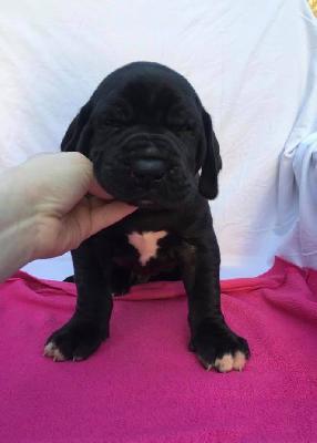 The Talos Von Schlesien