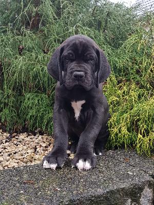 The Talos Von Schlesien