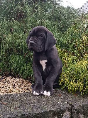 The Talos Von Schlesien