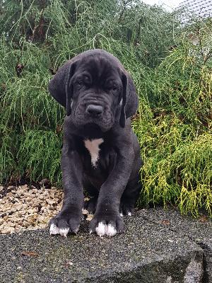 The Talos Von Schlesien