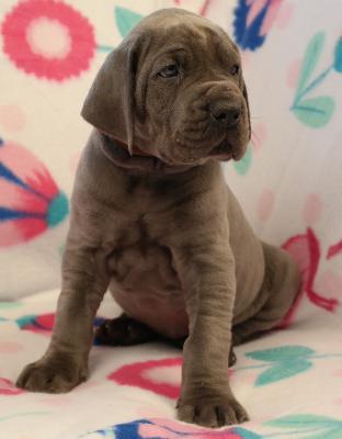 Rocky vom Ysenburger Bergland