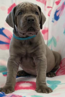 Ragnar vom Ysenburger Bergland