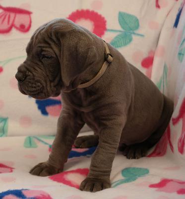 Rdiger vom Ysenburger Bergland