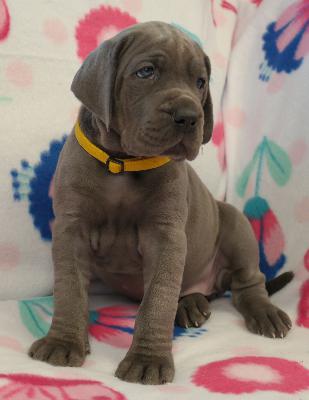 Ramira vom Ysenburger Bergland