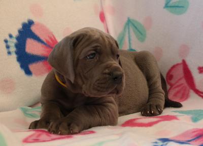 Ramira vom Ysenburger Bergland