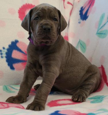 Ronja vom Ysenburger Bergland