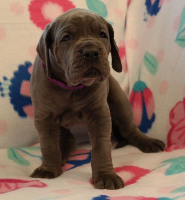 Ronja vom Ysenburger Bergland