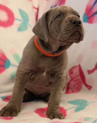 Rosalie vom Ysenburger Bergland