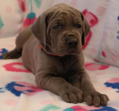 Rosalie vom Ysenburger Bergland