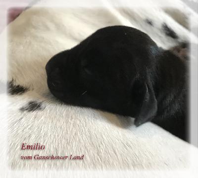 Emilio Vom Ganschower Land