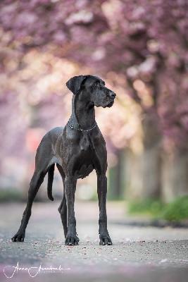 Bella von Gut Stepprath