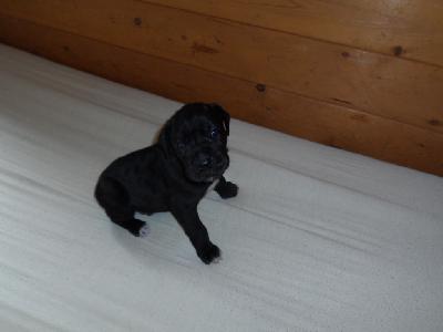 Quenco-Ares vom Sch�ntal