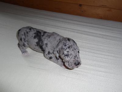 Quintus-Maximus vom Sch�ntal