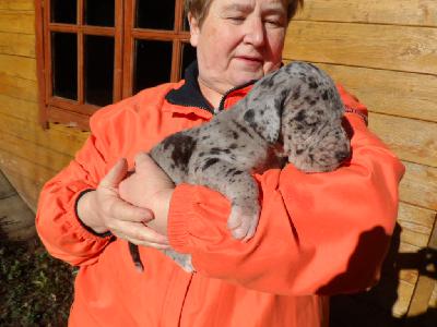 Quintus-Maximus vom Sch�ntal