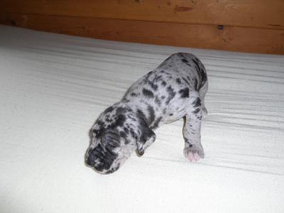 Quila-Luna vom Sch�ntal