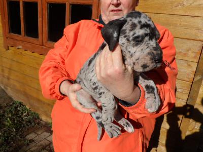 Quila-Luna vom Sch�ntal