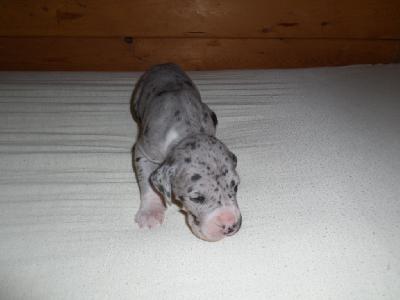 Quenda vom Sch�ntal