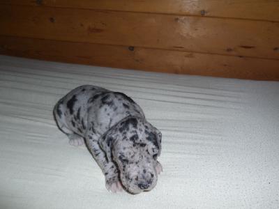 Quality vom Sch�ntal