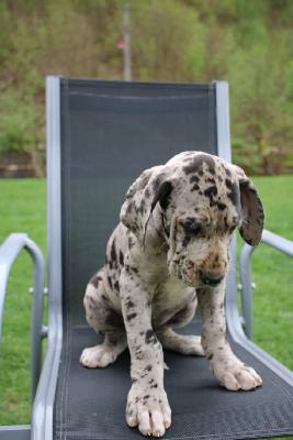 Quantanamera vom Sch�ntal