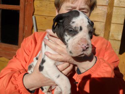 Queen vom Sch�ntal