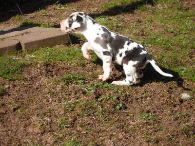 Queen vom Sch�ntal