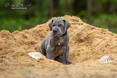 Wauzi-Franzl von der Wolfshöhle