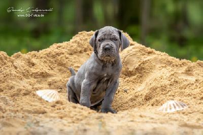 Wotan von der Wolfshöhle