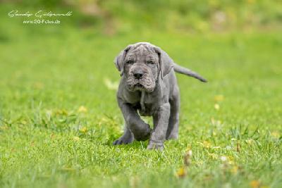 Wotan von der Wolfshöhle