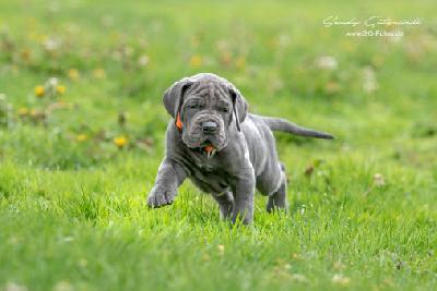 Wolf von der Wolfshöhle