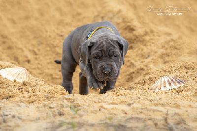 Wilhelmine von der Wolfshöhle