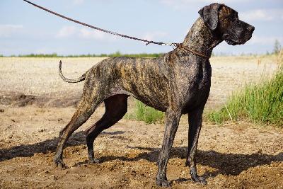 Naima vom  ALTRANSTÄDTER Schloß