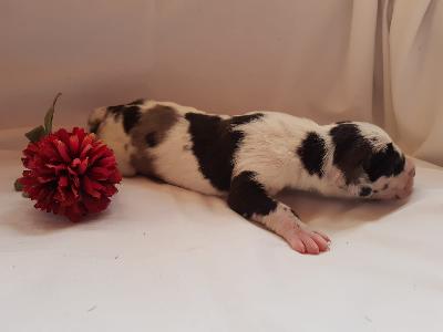 Universum Von Schlesien