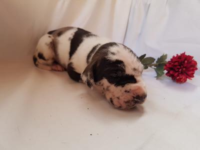 Universum Von Schlesien