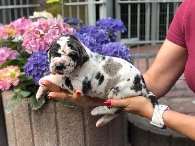 Universum Von Schlesien