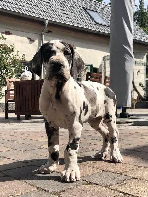 Universum Von Schlesien