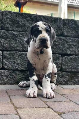 Universum Von Schlesien